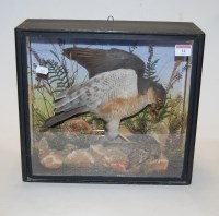 Lot 14 - An early 20th century taxidermy sparrowhawk...