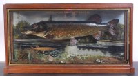 Lot 1316 - An early 20th century taxidermy pike,...
