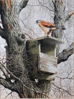 Lot 1423 - Terence James Bond (b.1946) - Kestrel upon a...
