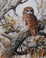 Lot 1424 - Terence James Bond (b.1946) - Owl perched on...