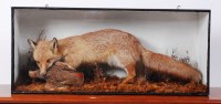Lot 1318 - A taxidermy stuffed and mounted fox with...