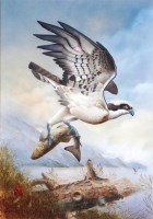 Lot 358 - Mike Atkinson (b.1937) - Osprey, watercolour,...