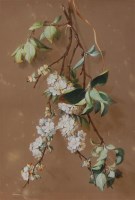 Lot 1526 - W Dexter - Apple blossom, watercolour with...