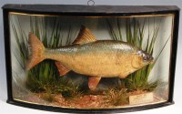 Lot 272 - A stuffed and mounted roach, the glazed...