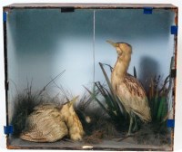Lot 327 - The following lots of taxidermy have all been...
