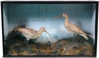 Lot 329 - A circa 1900 stuffed and mounted display of...