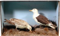 Lot 330 - A circa 1900 stuffed and mounted male and...