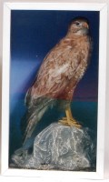 Lot 332 - A stuffed and mounted hawk, upon a faux rock...