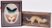 Lot 333 - A stuffed and mounted stoat, in glazed display...