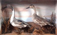 Lot 334 - A stuffed and mounted pintail duck and drake,...