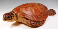 Lot 291 - A Victorian stuffed turtle, 67cm