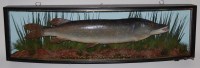 Lot 1610 - An early 20th century taxidermy Pike (Esox...