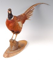 Lot 1612 - A taxiidermy Cock pheasant (Phasianus...