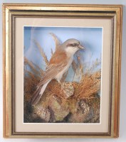 Lot 1615 - A taxidermy red back shrike (Lanius collurio)...