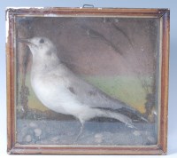 Lot 1617 - A Victorian taxidermy Common gull (Larus...