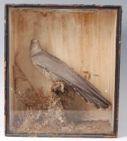 Lot 1618 - A Victorian taxidermy Cuckoo (Cuculus Canorus)...