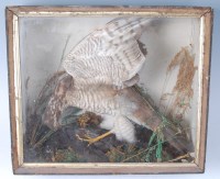 Lot 1619 - A Victorian taxidermy Sparrowhawk (Accipiter...