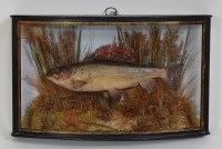 Lot 1623 - A 20th century taxidermy Grayling (Thymallus...