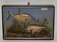 Lot 1624 - An early 20th century taxidermy brace of...