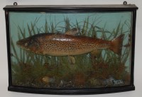 Lot 1625 - An Edwardian taxidermy Brown trout (Salmo...