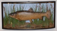 Lot 1626 - An early 20th century taxidermy Trout (Salmo)...