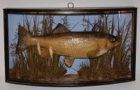 Lot 1627 - An early 20th century taxidermy Chubb...