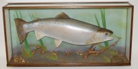 Lot 1628 - A 20th century taxidermy Salmon (Salmo)...