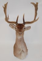 Lot 1629 - A 20th century taxidermy Fallow deer (Duma...