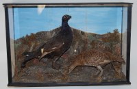 Lot 1630 - A 20th century taxidermy Black grouse (Lyrurus...