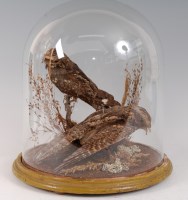 Lot 1631 - A pair of early 20th century taxidermery...