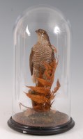 Lot 1632 - A Victorian taxidermy Sparrowhawk (Accipter...