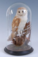 Lot 1633 - A taxidermy Barn owl (Tyto alba) mounted on a...
