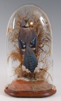 Lot 1634 - An early 20th century taxidermy Blue jay...