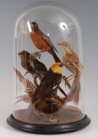 Lot 1635 - A 20th century taxidermy group of four North...