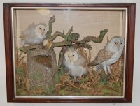 Lot 1636 - An early 20th century taxidermy Barn owl (Tyto...
