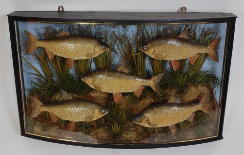 Lot 1638 - Attributed to Cooper an Edwardian taxidermy...