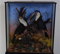 Lot 552 - A pair of early 20th century taxidermy toucans...