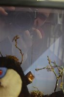 Lot 552 - A pair of early 20th century taxidermy toucans...