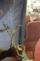 Lot 552 - A pair of early 20th century taxidermy toucans...