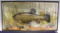 Lot 534 - A mid-20th century taxidermy Tench (Tinca...