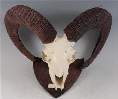 Lot 428 - Urial (Ovis orientalis)
