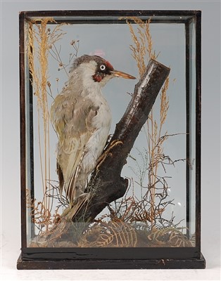 Lot 481 - An early 20th century taxidermy Green woodpecker
