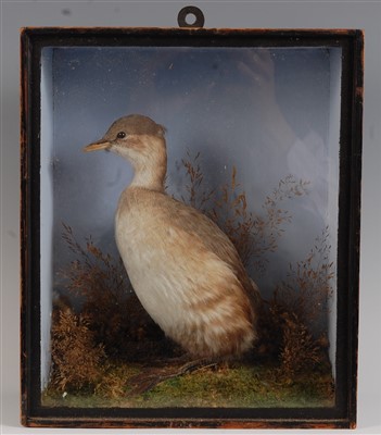 Lot 463 - A taxidermy