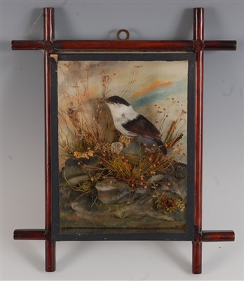 Lot 450 - A late Victorian taxidermy White bearded manakin