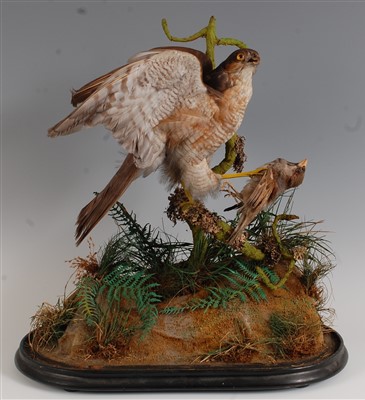 Lot 435 - A Victorian taxidermy