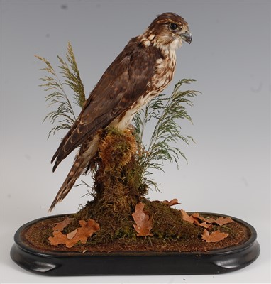 Lot 434 - A Victorian taxidermy Merlin