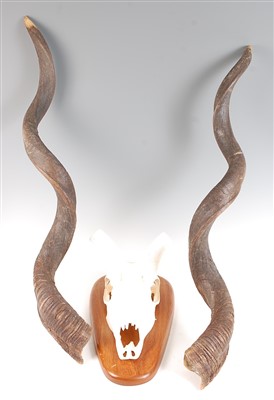 Lot 461 - An African hunting trophy