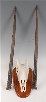 Lot 476 - An African hunting trophy