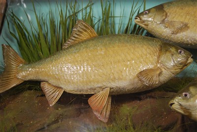 Lot 484 - An early 20th century taxidermy group of good sized Roach