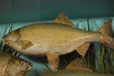 Lot 484 - An early 20th century taxidermy group of good sized Roach